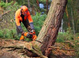 Reliable Warrensburg, IL Tree Services Solutions